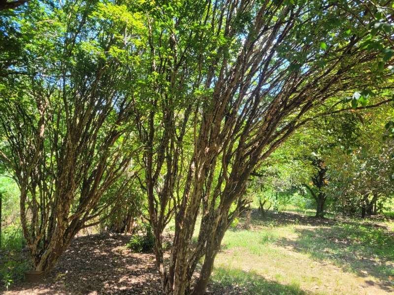Chácara, Sítio ou Fazenda à Venda no bairro Baixão da Serra em Mineiros do Tietê imagem 9