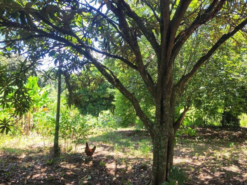 Chácara, Sítio ou Fazenda à Venda no bairro Baixão da Serra em Mineiros do Tietê imagem 4