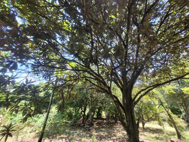 Chácara, Sítio ou Fazenda à Venda no bairro Baixão da Serra em Mineiros do Tietê imagem 8