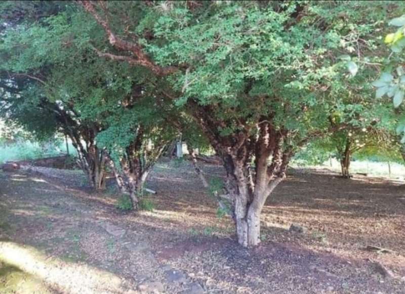 Chácara, Sítio ou Fazenda à Venda no bairro Barra Mansa em Jaú imagem 5