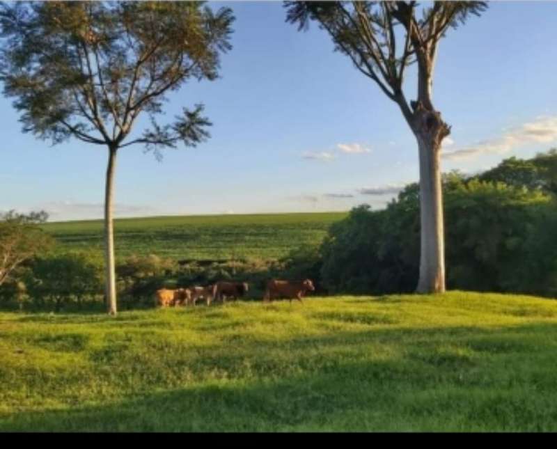 Chácara, Sítio ou Fazenda à Venda no bairro Barra Mansa em Jaú imagem 8