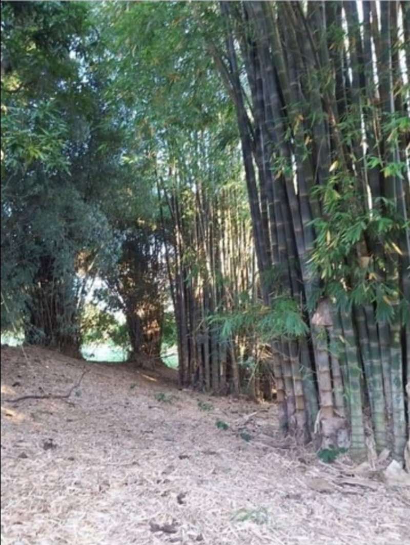 Chácara, Sítio ou Fazenda à Venda no bairro Barra Mansa em Jaú imagem 9