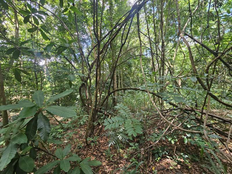Chácara à Venda no bairro Condomínio Chácara Botelho em Jaú imagem 6