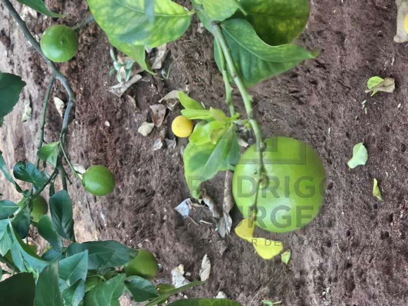 Casa à Venda no bairro Baririzinho em Itapuí imagem 52