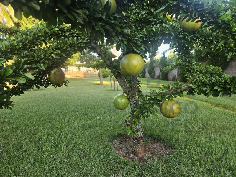 Casa à Venda no bairro Baririzinho em Itapuí imagem 60