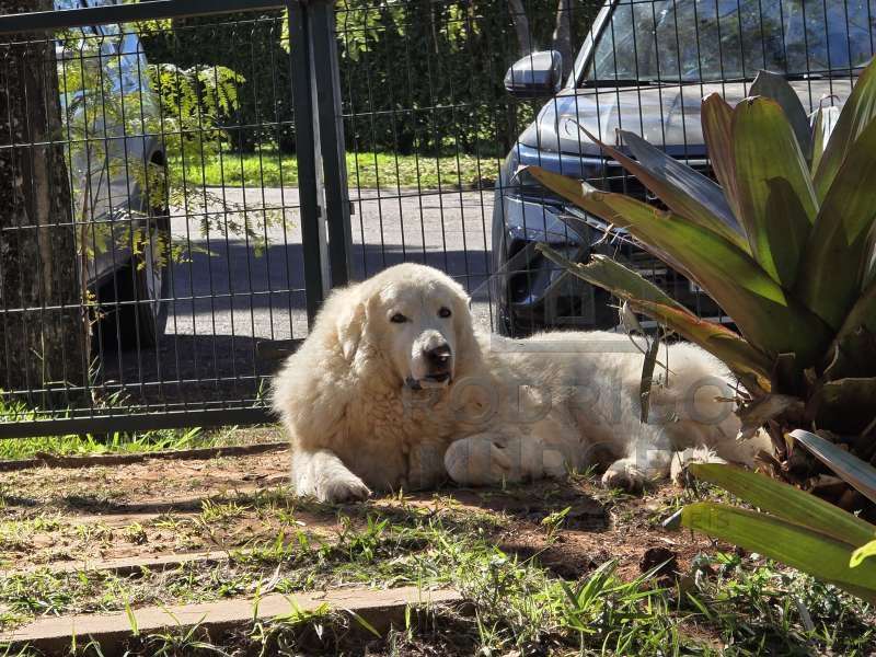 Casa à Venda no bairro Residencial Jacaúna em Brotas imagem 21